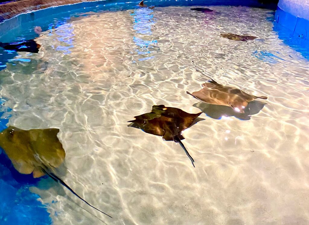 Antalya Aquarium Stingrays
