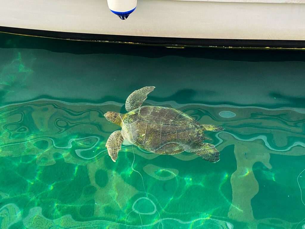 Морские Черепахи в порту Андриаке, Анталья