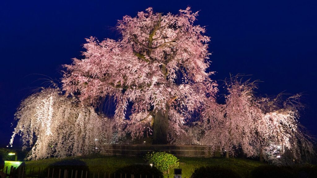 Cherry Tree in Maruyama Park