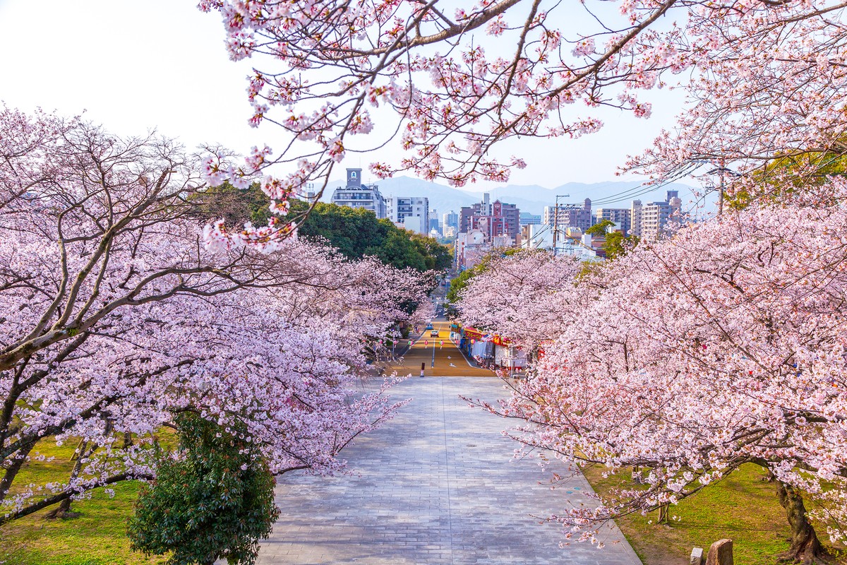 Cherry Blossom in Fukuoka, Japan