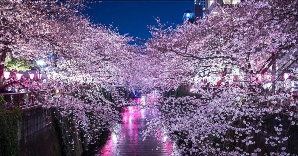 Cherry Blossom in Japan 2024