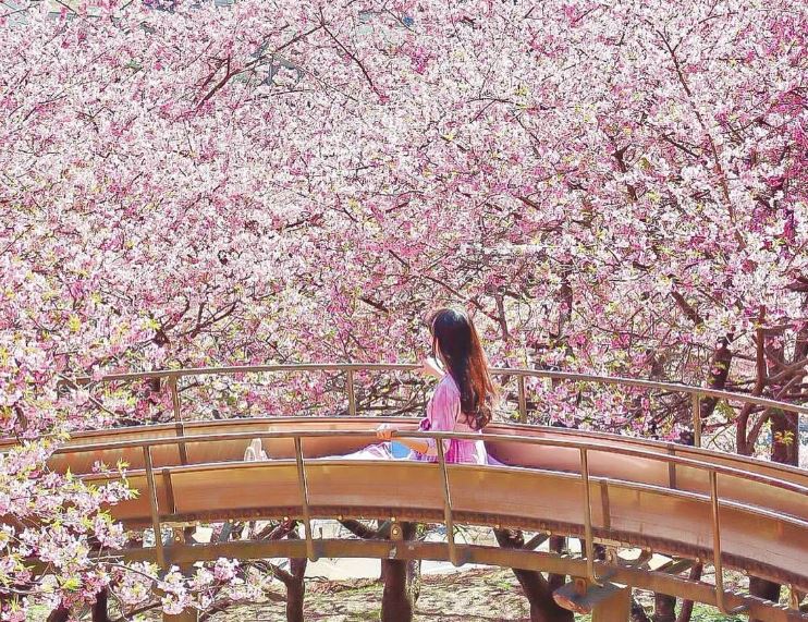 Sakura Season in Japan 2024