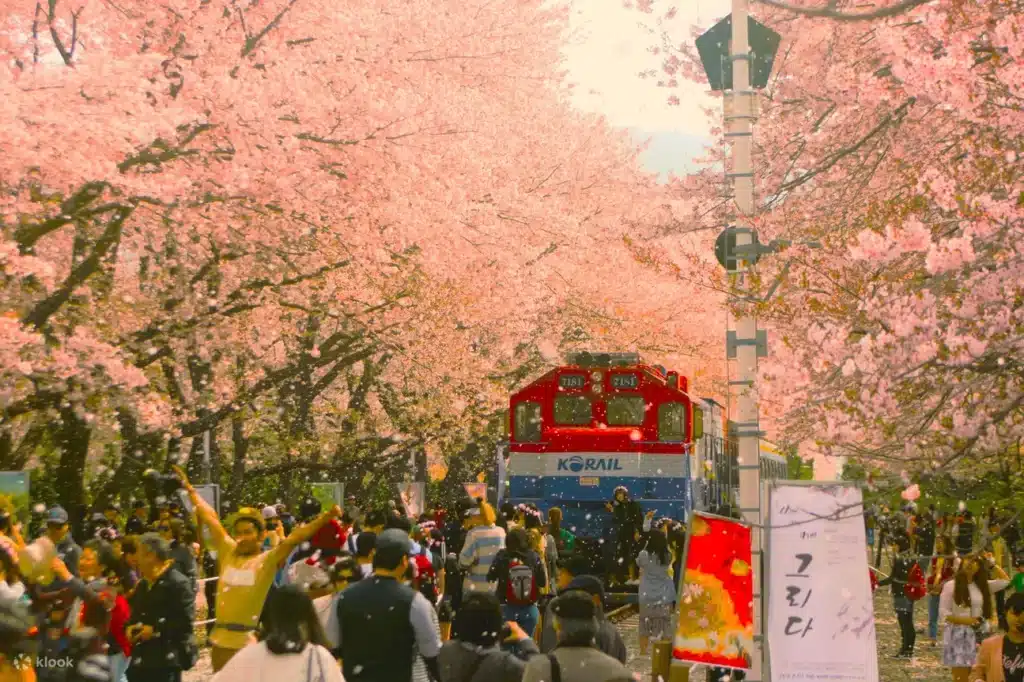 Jinhae Cherry Blossom Festivals