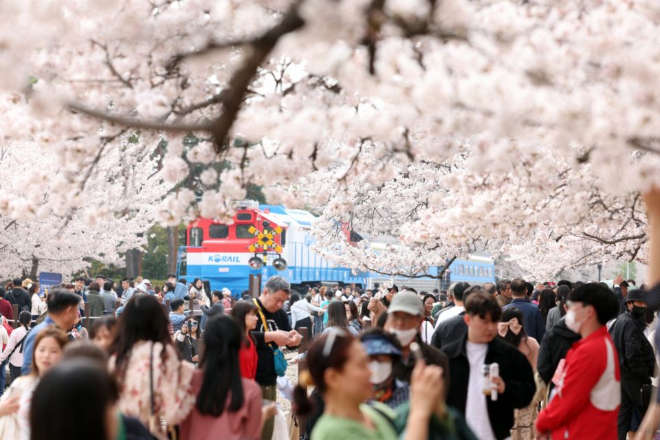 Jinhae Cherry Blossom 2024