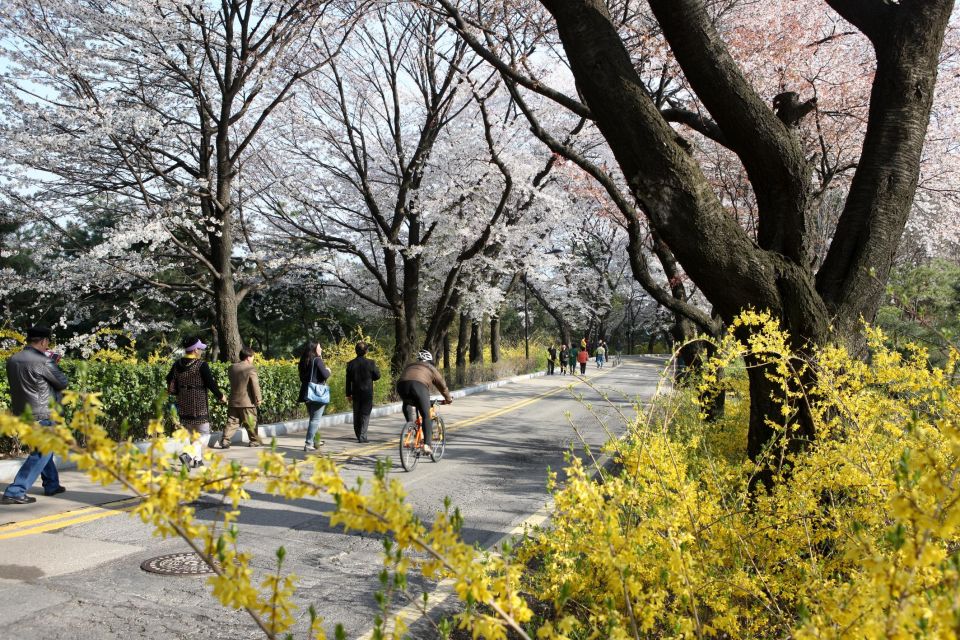 Where to See Cherry Blossoms in Jinhae