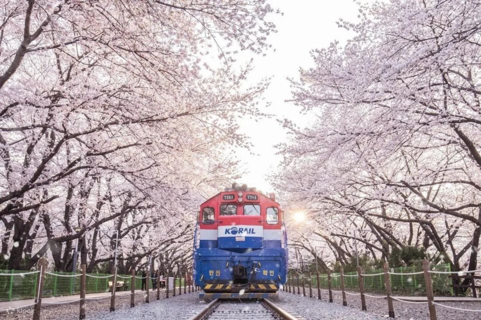 Jinhae cherry blossom festival 2024