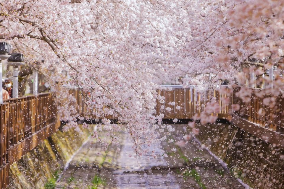 JInhae cherry blossom