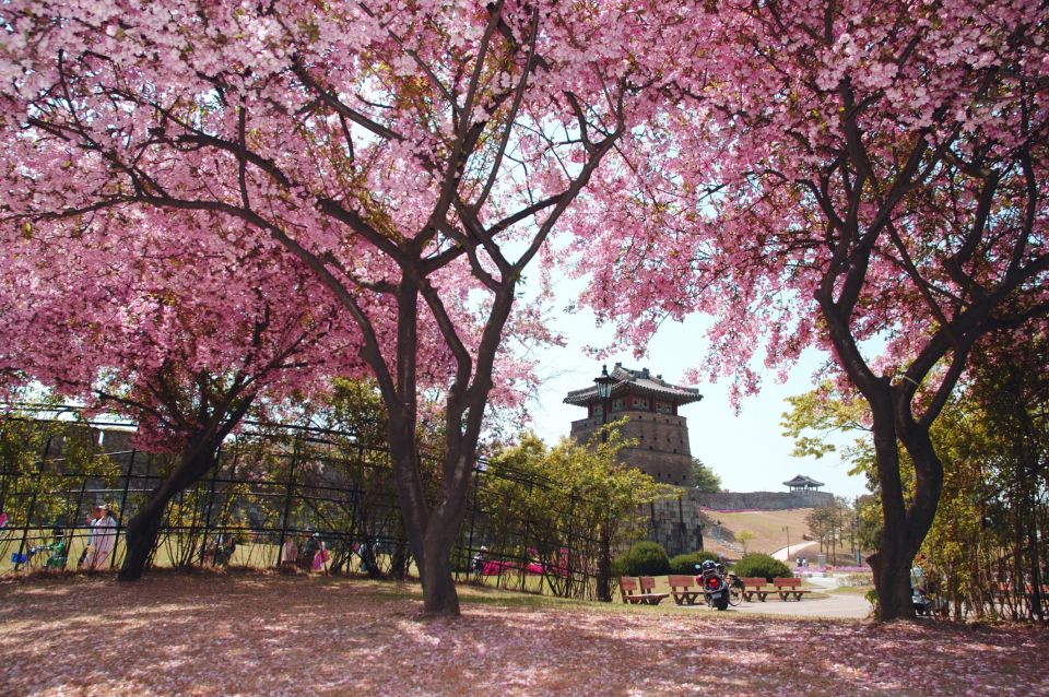 Sakura season in Seoul 2024