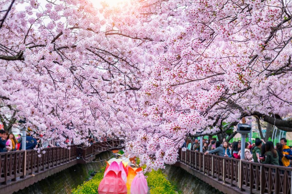 Cherry Blossom in Seoul