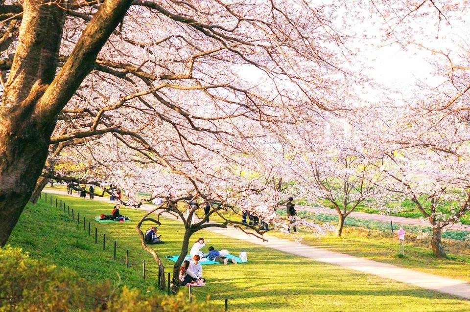 Tokyo Cherry Blossom 2024 Best Spots, Forecasts, Day Tours