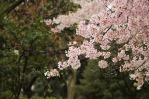 cherry blossom in Kyoto