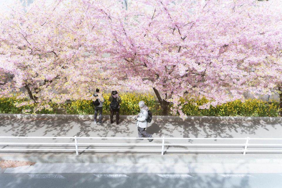 Spots to see sakura in Fukuoka, Japan