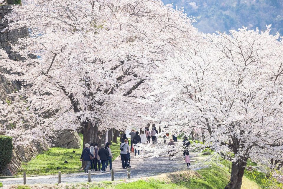 Places to See Cherry Blossom in Fukuoka