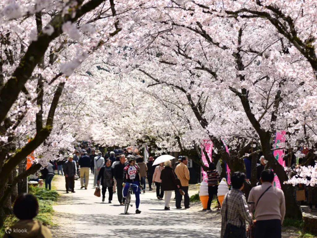 Cherry blossom season in Fukuoka