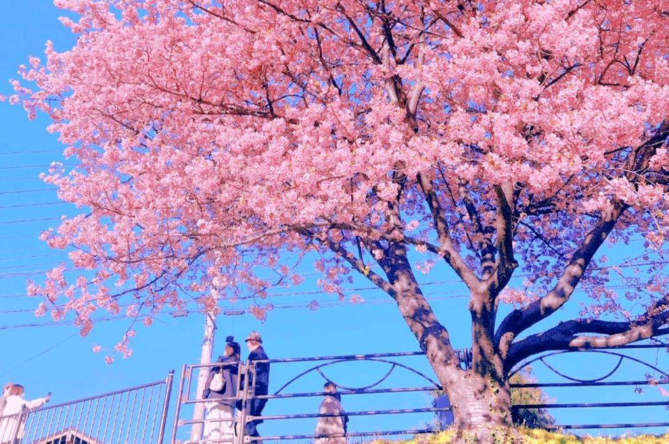 Places in Osaka to See Cherry Blossoms