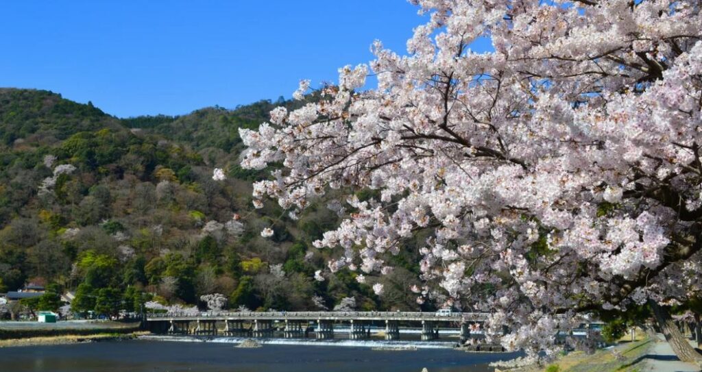 Sakura season in Osaka