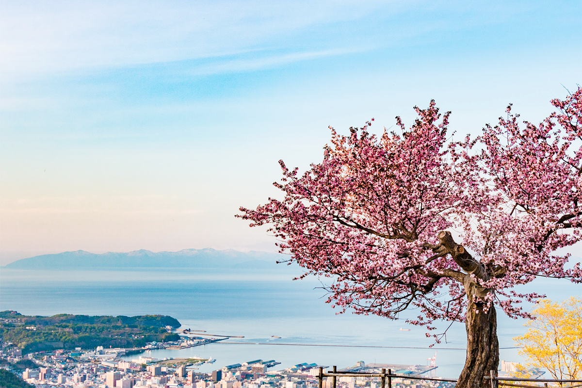 Sakura in Sapporo