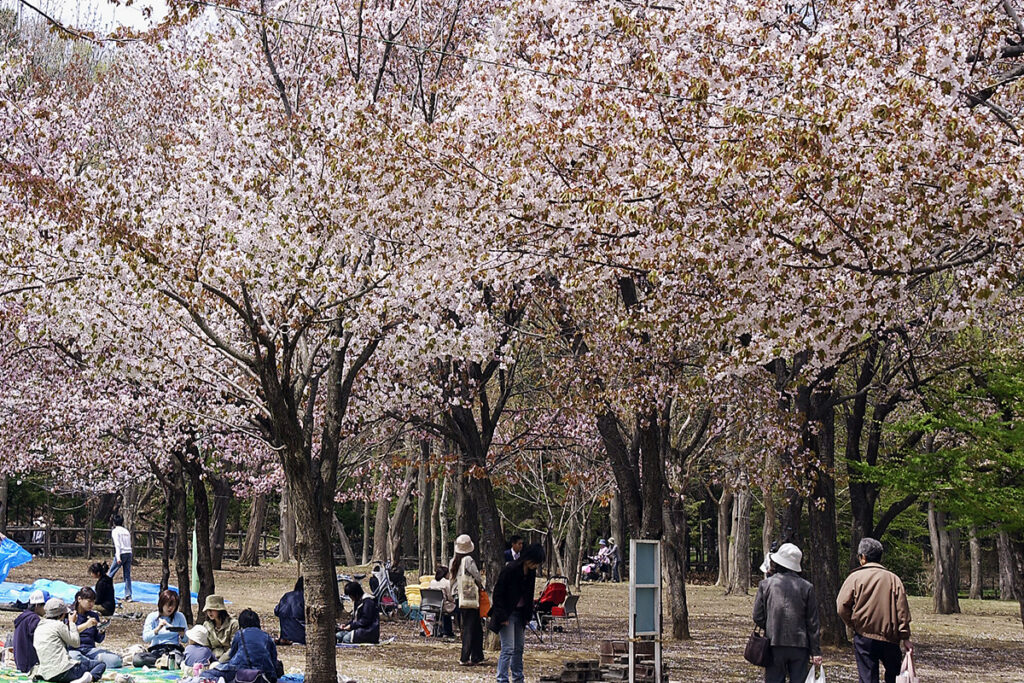 Sakura Spots in Sapporo, Japan