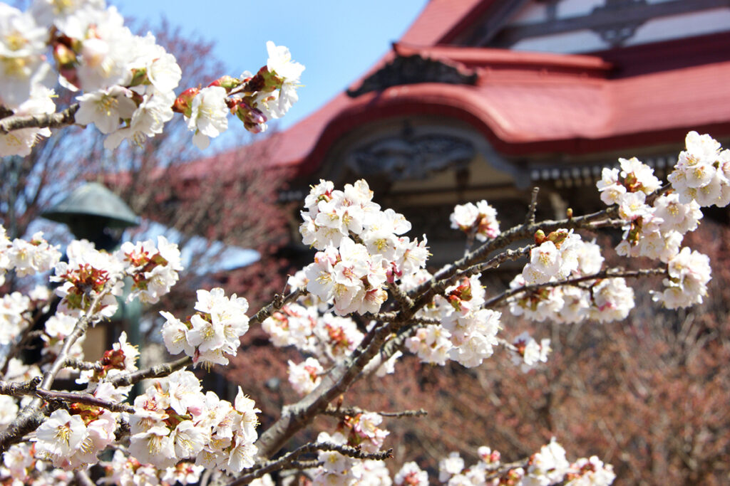 Places for hanami in Sapporo
