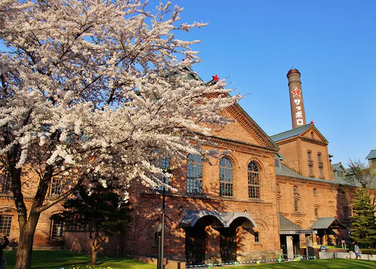 Cherry Blossom in Sapporo