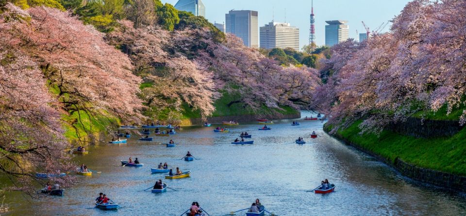 Sakura Season in Tokyo