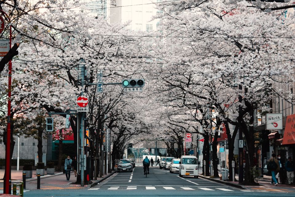 Where to See Sakura in Tokyo