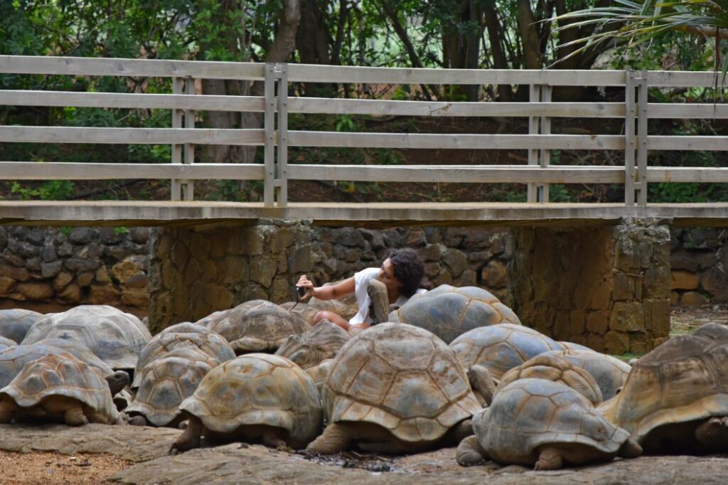 Giant Tortoises in La Vanille Nature Park 