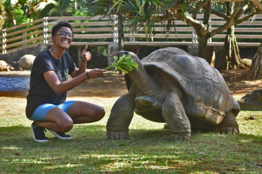 Кормление черепах в парке Ла Ваниль на Маврикии