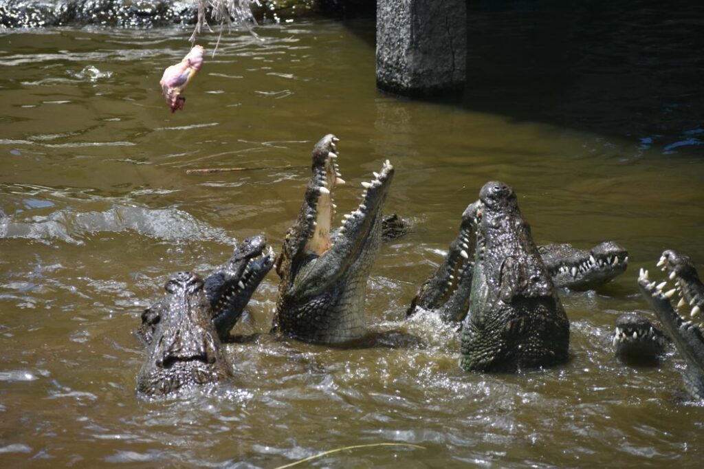 Кормление Крокодилов в парке Ля Ваниль 