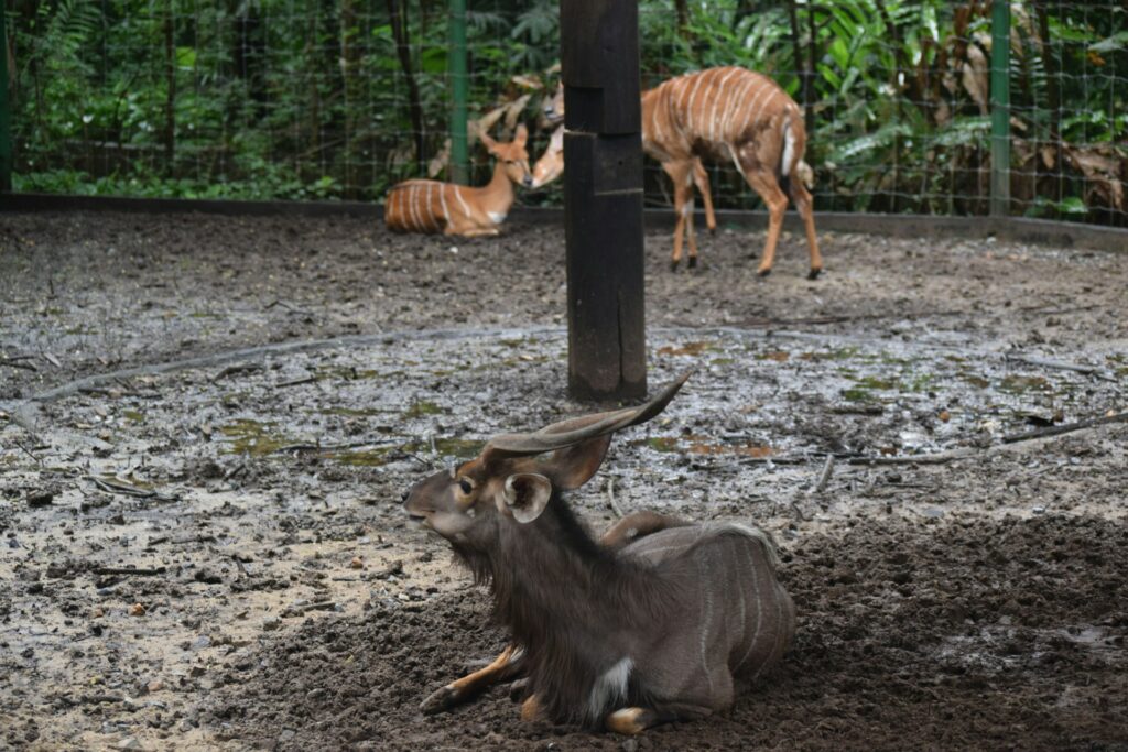 Animals in Safari World Bangkok