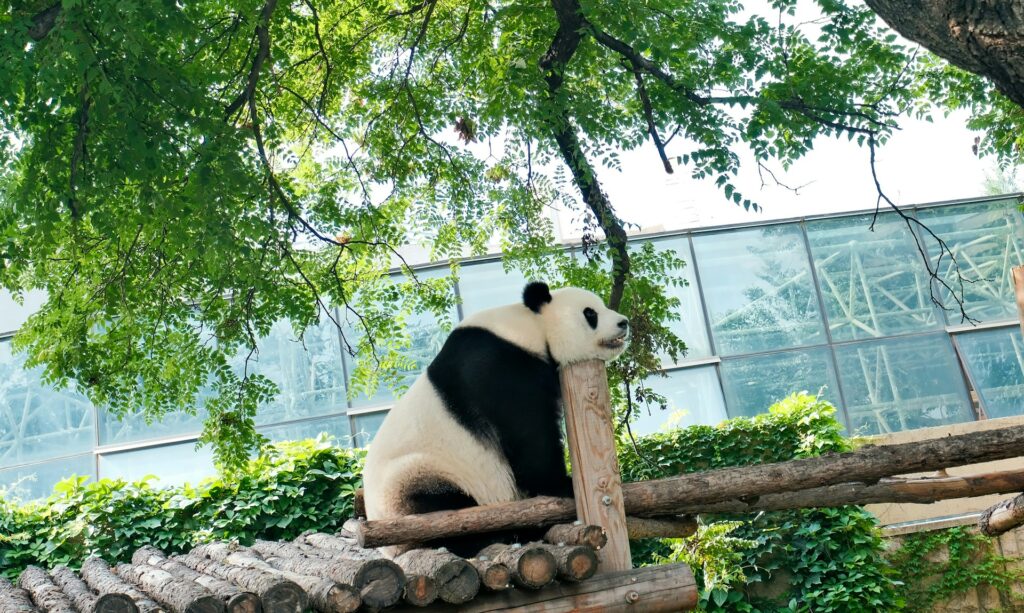 Панда в Пекинском Зоопарке