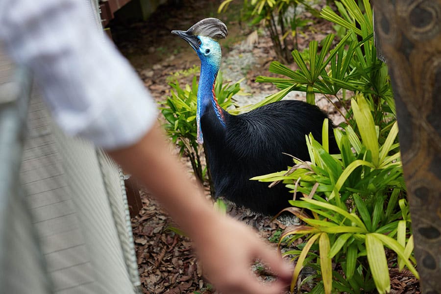 Что посмотреть в новом парке птиц в  Сингапуре