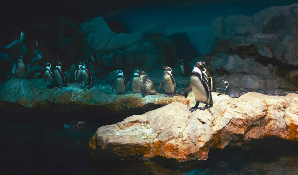 Пингвины в парке птиц в Сингапуре