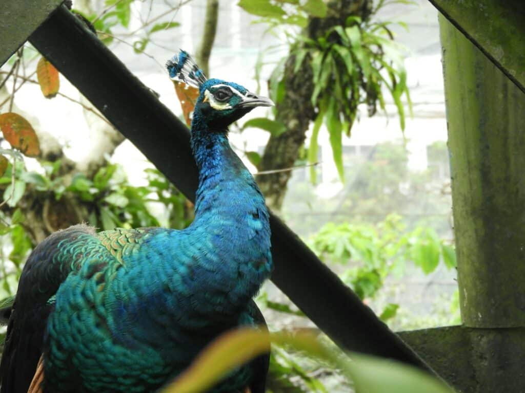 Парк Птиц в Малайзии, Куала Лумпур