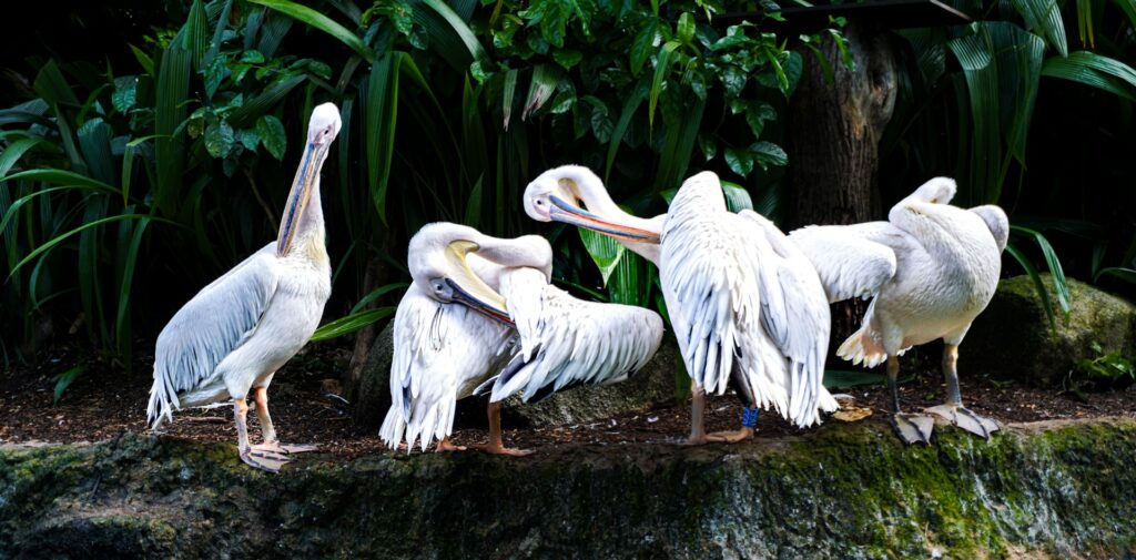 Птицы в Сингапурском зоопарке