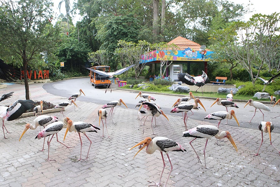 Птицы в зоопарке Куала Лумпур