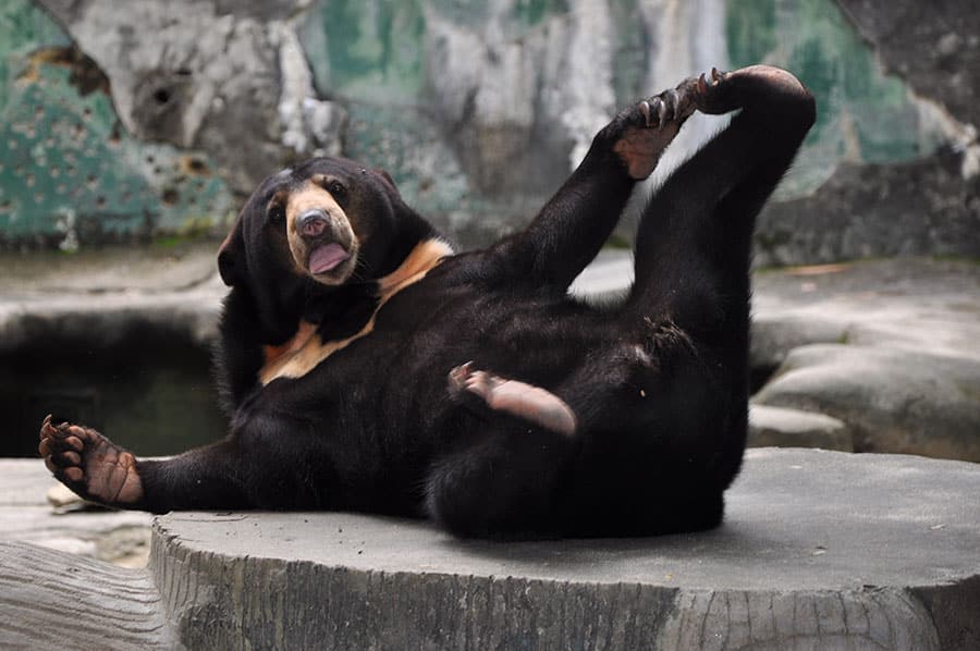 Медведи в зоопарке Куала Лумпур