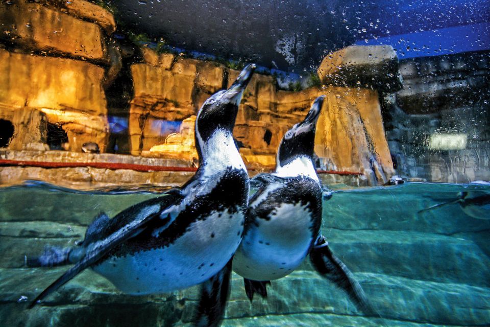 Пингвины в Дубайском Океанариуме